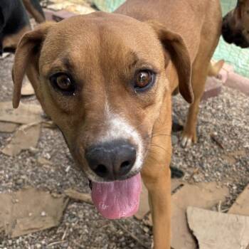 Terrier and Hound Dogs Available for Adoption - Penelope | PetCurious