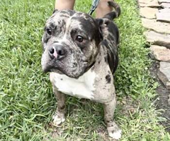 American Bulldog and Mixed Breed Dogs Available for Adoption in Houston, Texas - A654701 | PetCurious