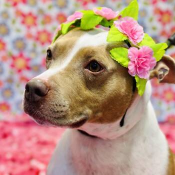 Amber -  Pit Bull Terrier Dog for Adoption in Jackson Township, New Jersey - Amber | PetCurious