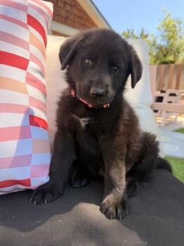 Silkowitz -  German Shepherd Dog Dog for Adoption in Pleasant Hill, California - Silkowitz | PetCurious