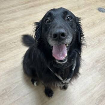 Ash -  Flat Coated Retriever and Great Dane Dog for Adoption in Lyndhurst, Virginia - Ash | PetCurious