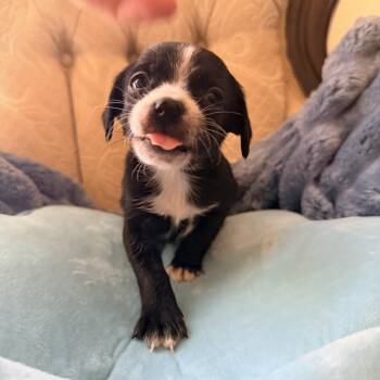 Dachshund and Mixed Breed Dogs Available for Adoption - Chickadee | PetCurious