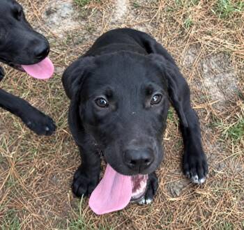 Dracula -  Labrador Retriever Dog for Adoption in Valley Park, Oklahoma - Dracula | PetCurious