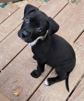 Labrador Retriever Dogs Available for Adoption in San Antonio, Texas - Nibbles | PetCurious