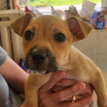 Huron -  Mixed Breed Dog for Adoption in Fenton, Michigan - Huron | PetCurious
