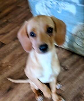 Sugar -  Dachshund and Beagle Dog for Adoption in Homer Glen, Illinois - Sugar | PetCurious