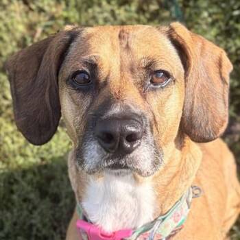 Sinew -  Hound Dog for Adoption in Jefferson, Wisconsin - Sinew | PetCurious