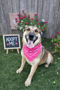 German Shepherd Dog Dogs Available for Adoption - HESTIA GS  | PetCurious