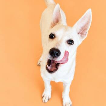Bolt -  Shepherd and Mixed Breed Dog for Adoption in Concord, North Carolina - Bolt | PetCurious