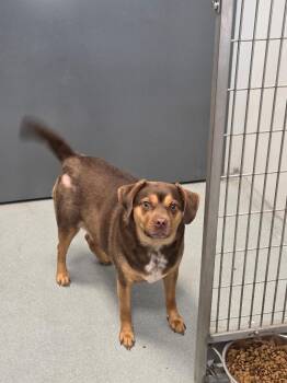 Dolly -  Beagle Dog for Adoption in Jefferson, Iowa - Dolly | PetCurious