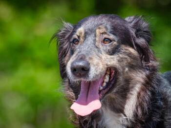 Stormie -  Australian Shepherd Dog for Adoption in Pointe-fortune, Quebec - Stormie | PetCurious