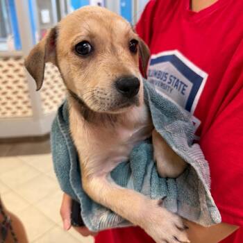 Breeze -  Mixed Breed Dog for Adoption in Columbus, Georgia - Breeze | PetCurious