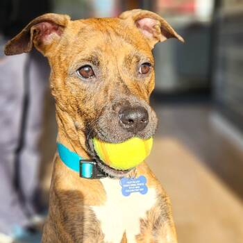 Rescue Pit Bull Terrier and Mixed Breed Dogs for Adoption in Chesapeake, Virginia - Tater | PetCurious