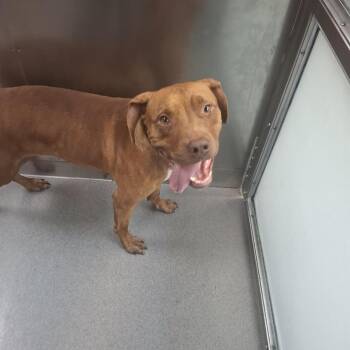 Pulley -  Pit Bull Terrier Dog for Adoption in Baltimore, Maryland - Pulley | PetCurious
