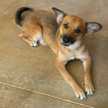 Stella -  Shepherd and Mixed Breed Dog for Adoption in Springfield, Missouri - Stella | PetCurious