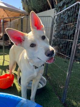 Rescue Shepherd Dogs for Adoption in Manhattan Beach, California - Binx | PetCurious