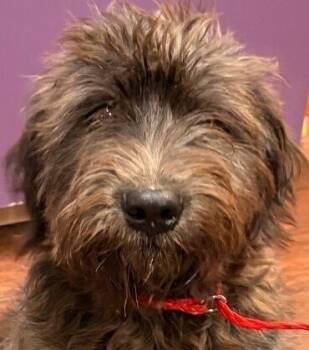 Rescue Goldendoodle Dogs for Adoption in Dallas, Texas - Teddy AkA | PetCurious