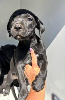 Zelda -  American Bulldog Dog for Adoption in Mobile, Alabama - Zelda | PetCurious