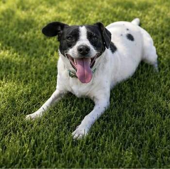 Rat Terrier Dogs Available for Adoption in Evansville, Wisconsin - SKITTLES | PetCurious