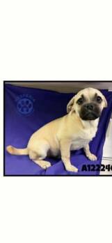 Pug Dogs Available for Adoption - Percy | PetCurious