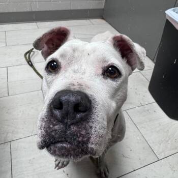 Ivy -  Pit Bull Terrier Dog for Adoption in Lufkin, Texas - Ivy | PetCurious
