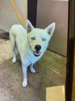 Rescue Siberian Husky Dogs for Adoption in Ontario, California - BOLT | PetCurious