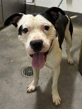 THANOS -  Pit Bull Terrier Dog for Adoption - THANOS | PetCurious