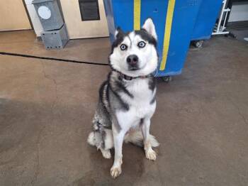 Mixed Breed Dogs Available for Adoption in Dallas, Texas - JACK | PetCurious