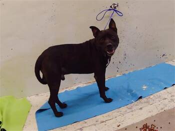 BLUE -  Staffordshire Bull Terrier and Mixed Breed Dog for Adoption in Houston, Texas - BLUE | PetCurious