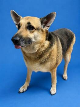 JESSIE -  Mixed Breed Dog for Adoption in Jacksonville, Florida - JESSIE | PetCurious