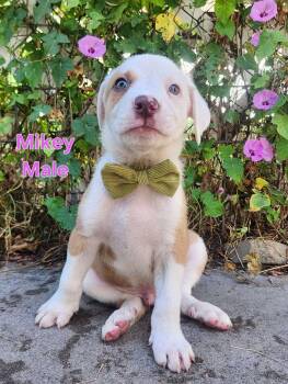 Mikey the handsome mixed breed -  Great Pyrenees and Shepherd Dog for Adoption in Muskego, Wisconsin - Mikey The Handsome Mixed Breed | PetCurious