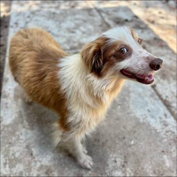 Chanell -  Australian Shepherd Dog for Adoption in Thompson Falls, Montana - Chanell | PetCurious