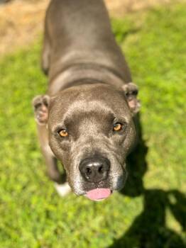 Diamond -  Pit Bull Terrier Dog for Adoption in Springfield, Tennessee - Diamond | PetCurious