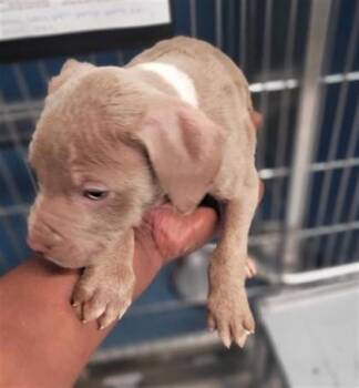 Ferris Wheel -  Pit Bull Terrier and Mixed Breed Dog for Adoption in Westland, Michigan - Ferris Wheel | PetCurious