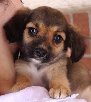 Rescue Pug and Chihuahua Dogs for Adoption in Carrollton, Texas - Strawberry | PetCurious