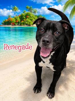 Renegade -  Mixed Breed Dog for Adoption in Flint, Michigan - Renegade | PetCurious