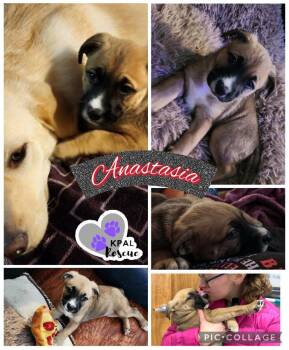 American Bulldog and German Shepherd Dog Dogs Available for Adoption - Anastasia - Disney Royalty Litter | PetCurious