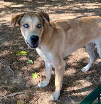 Lego -  Labrador Retriever Dog for Adoption in Little Rock, Arkansas - Lego | PetCurious