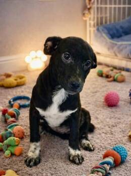 Labrador Retriever and Cattle Dog Dogs Available for Adoption - Josie | PetCurious