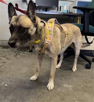TIDDLE -  German Shepherd Dog and Mixed Breed Dog for Adoption in Camarillo, California - TIDDLE | PetCurious