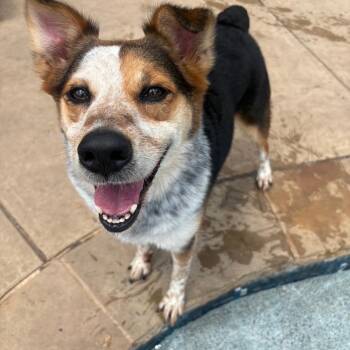 Benny -  Australian Cattle Dog Blue Heeler Dog for Adoption in Lavon, Texas - Benny | PetCurious