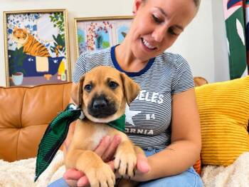 Deebo Cuddle Bug Champion -  Labrador Retriever and German Shepherd Dog Dog for Adoption in Friendswood, Texas - Deebo Cuddle Bug Champion | PetCurious