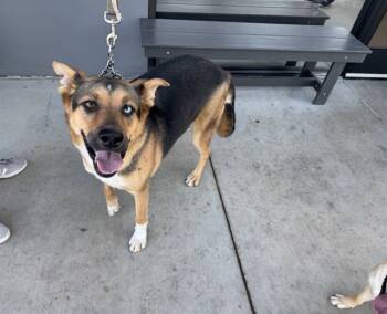 Rescue German Shepherd Dog and Siberian Husky Dogs for Adoption in Ontario, California - KEVIN | PetCurious