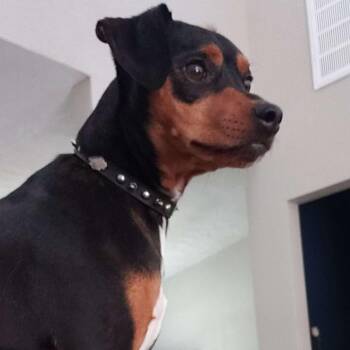 Rescue Miniature Pinscher Dogs for Adoption in Yukon, Oklahoma - Rocky | PetCurious