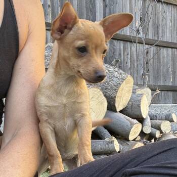 Rouge -  Chihuahua Dog for Adoption in Penryn, California - Rouge | PetCurious