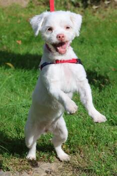Lil Baby -  Shih Tzu Dog for Adoption in Harrison, New York - Lil Baby | PetCurious