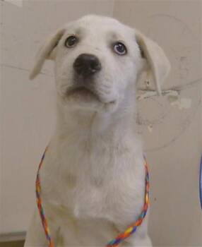 TELLURIDE -  Anatolian Shepherd and Mixed Breed Dog for Adoption in Sacramento, California - TELLURIDE | PetCurious