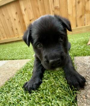 Labrador Retriever Dogs Available for Adoption in The Woodlands, Texas - Java | PetCurious