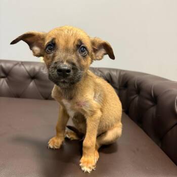 (Found) Dobby -  Black Mouth Cur and Mixed Breed Dog Available for Adoption in Cabot, Arkansas - (Found) Dobby | PetCurious