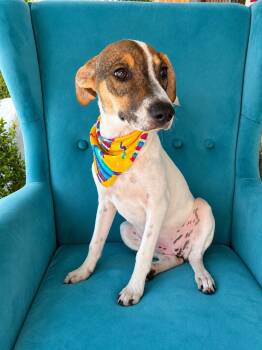 Hennessy -  Greyhound and Terrier Dog for Adoption in Poway, California - Hennessy | PetCurious